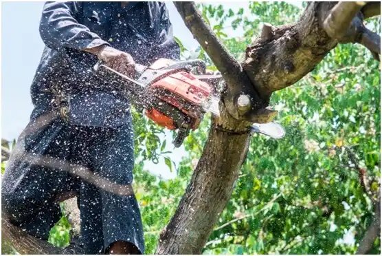 tree services Little Elm